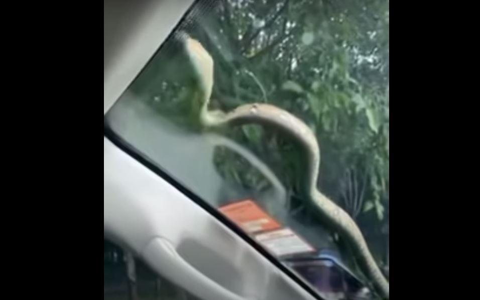 snake taking ride on windscreen