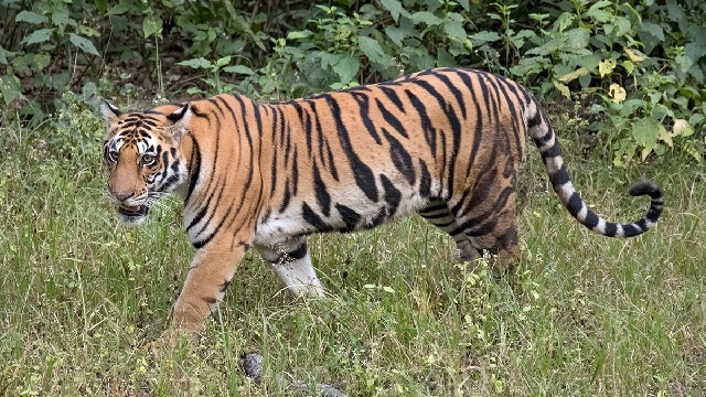 tiger scare in keonjhar