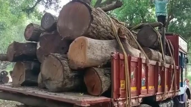 Wood logs worth lakhs seized from Social worker's farm house in Nayagarh, 1 held