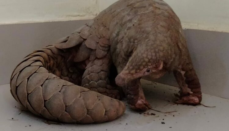 Live pangolin rescued
