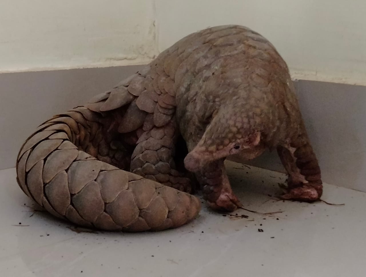 Live pangolin rescued