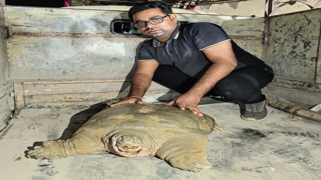 Rare tortoise rescued in Odisha