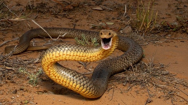 snake bite deaths in odisha