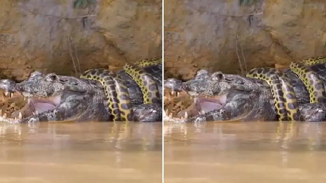 anaconda crushes crocodile