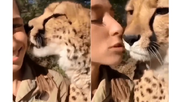 Human vs Wild! Viral video of this Cheetah and woman stuns the internet