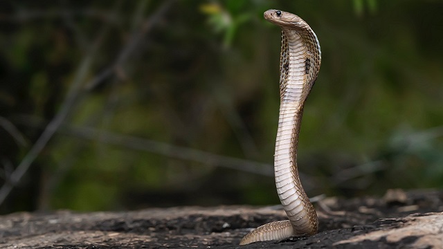 Keonjhar snake bite