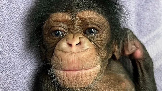 chimpanzee mother reuniting with newborn