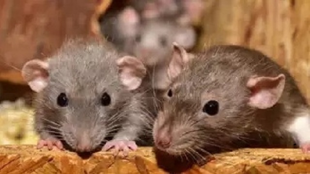 rats eat marijuana in up