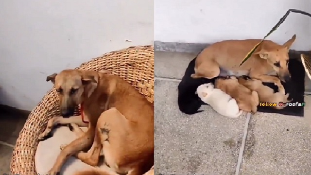 woman provides shelter to stray dogs