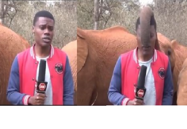 Elephant tickles Reporter