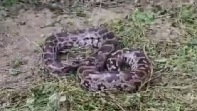 pythons rescued in Odisha’s Keonjhar