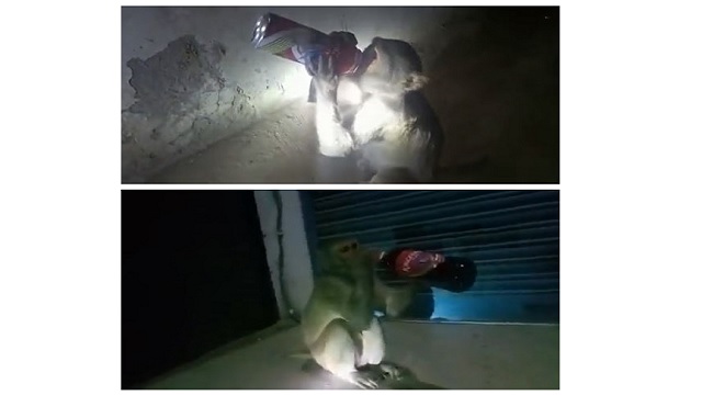 monkey steals and drinks beer