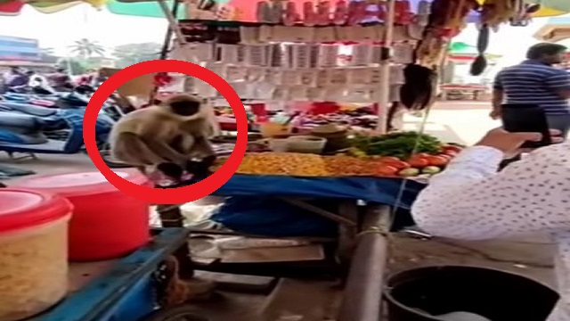 monkey fear in market building bhubaneswar
