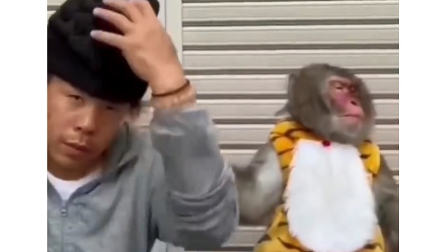monkey reaction to man's weird hairstyle