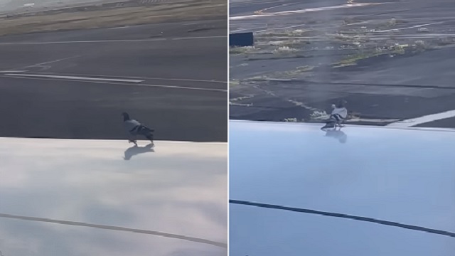 pigeon on airplane wing