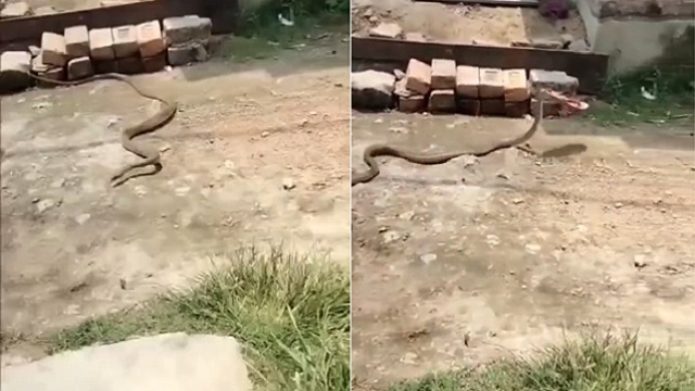 snake steals slipper
