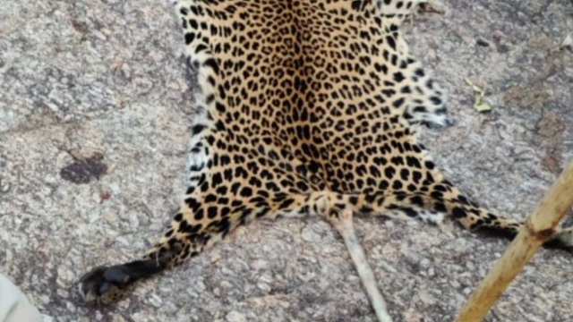 Leopard dies falling into wild boar trap in Angul