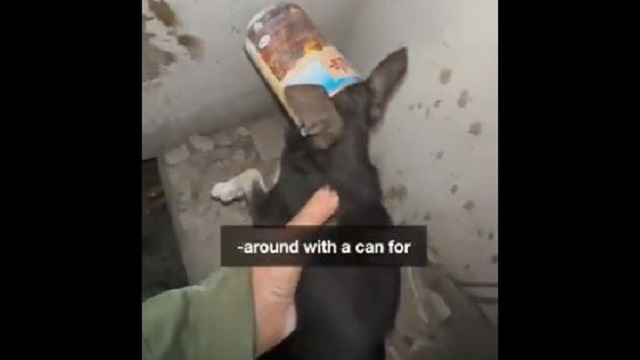 volunteers rescuing puppy in ukraine