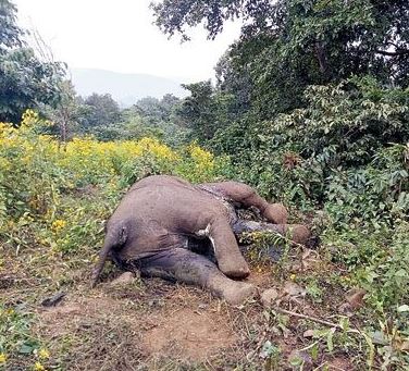 Elephant rescued from Chamakpur forest dies