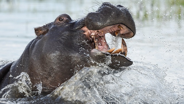 hippo swallows kid