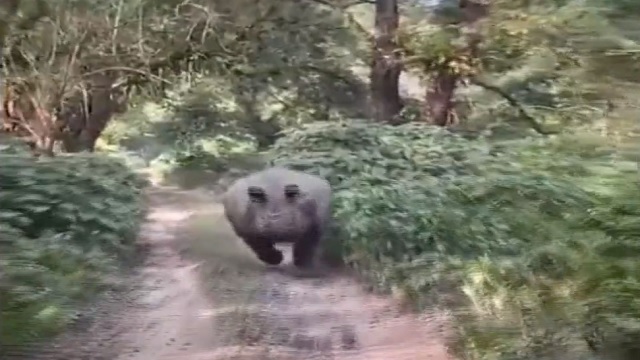 assam rhino chasing jungle safari jeep