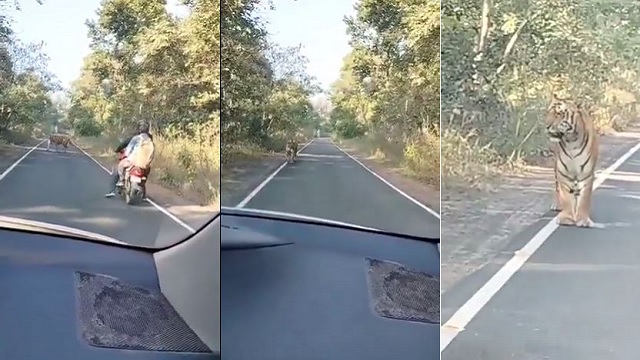 bikers encounter tiger on road