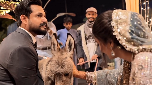 groom gifts donkey to bride