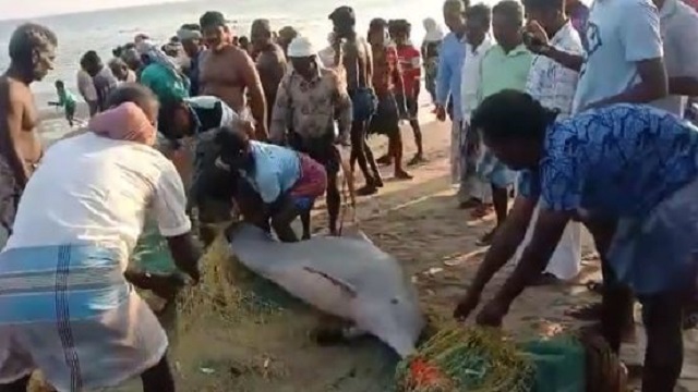fishermen rescue dolphin