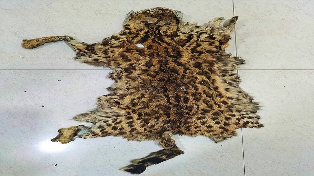 leopard cat skin seized in Odisha
