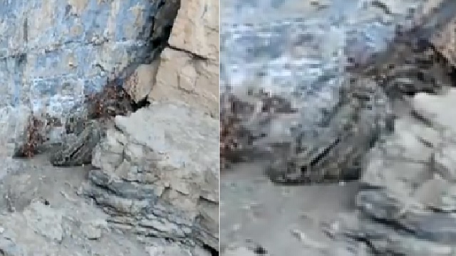 snow leopard captured in spiti valley