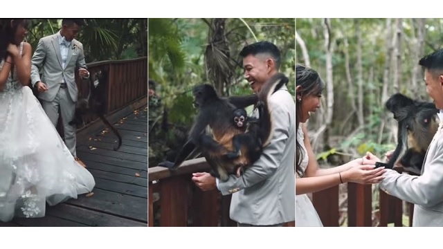 monkey crashes wedding photo shoot