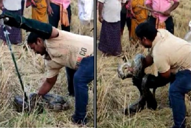 python rescued in Puri