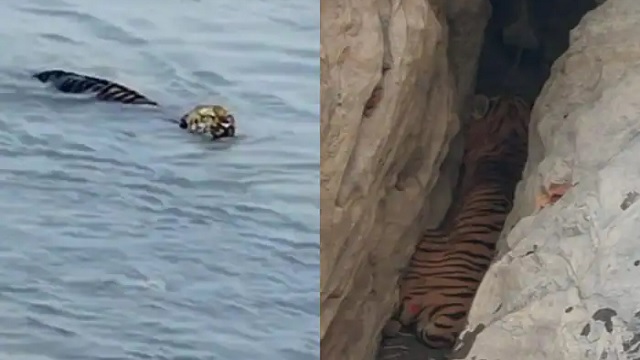 tiger swimming in river assam