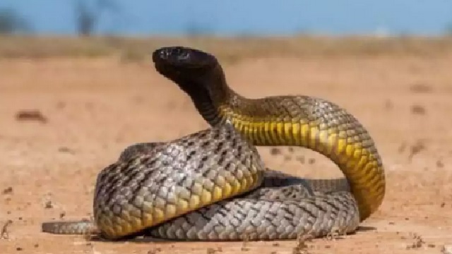 world's most venomous snake