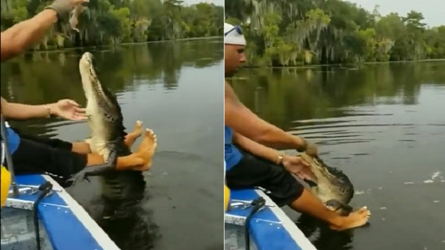 man feeds a crocodile between his legs
