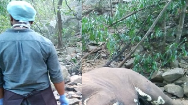Elephant tusk found Balasore