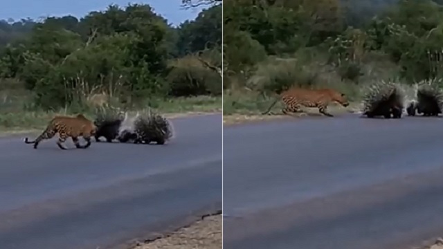 leopard attack porcupine