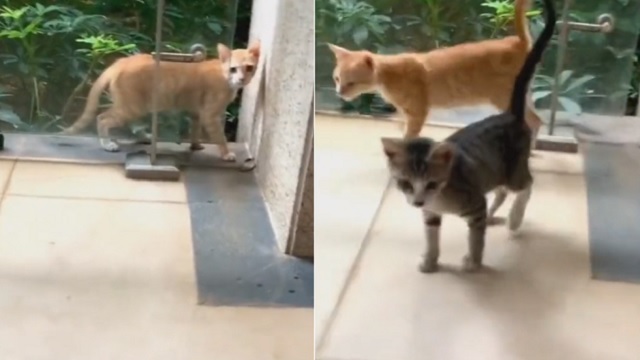 one cat transforms into two