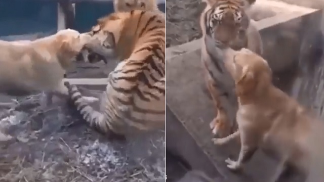 dog stops lion and tiger from fighting