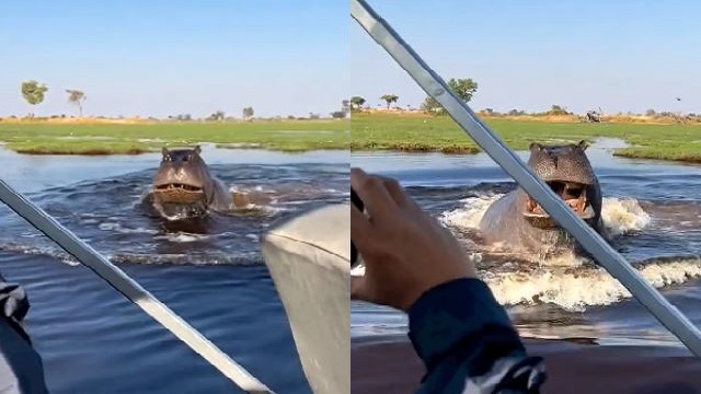 hippo chasing speed boat