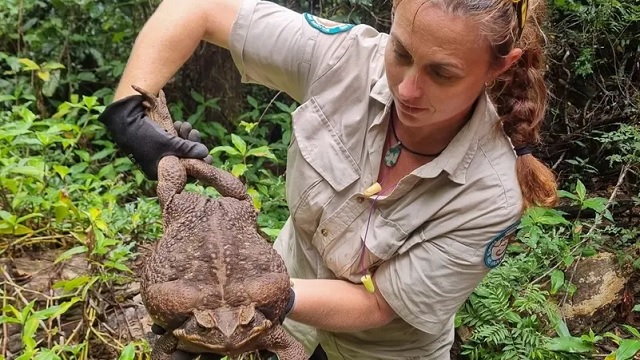 giant cane toad toadzilla