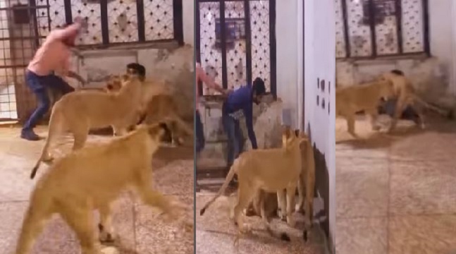 Man attacked by 3 lionesses in cage