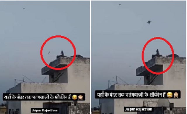 Monkey flying kite in Jaipur