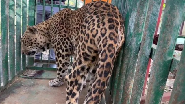 leopard captured in maharashtra