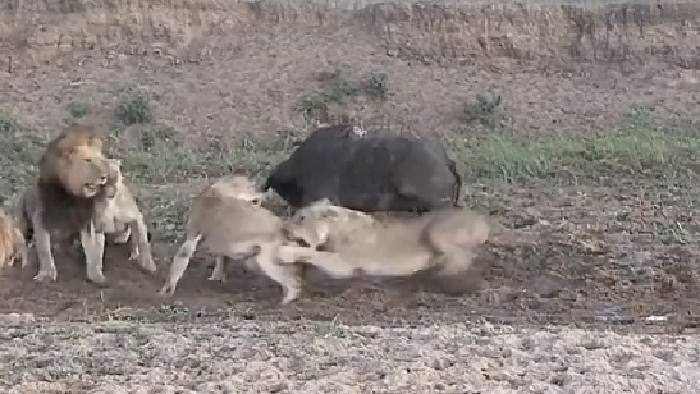 lions fighting while hunting a buffalo