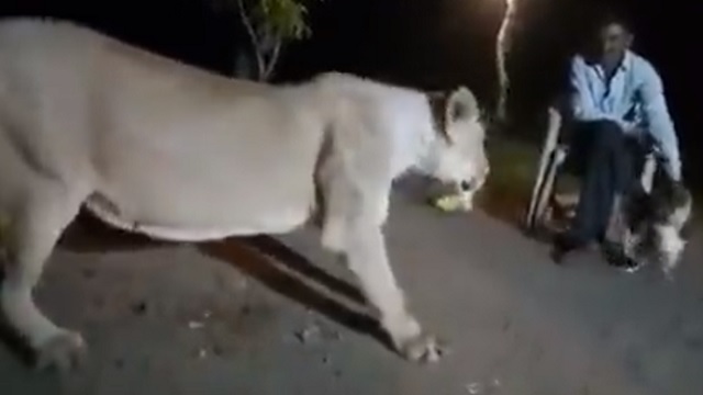 alcoholic man teases lion