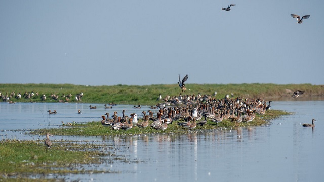 Bird census in Bhitarakanika