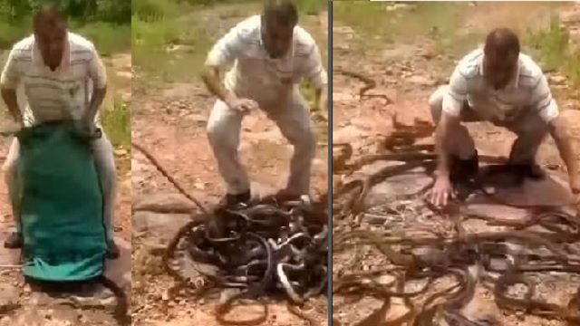 man releasing sack of snakes