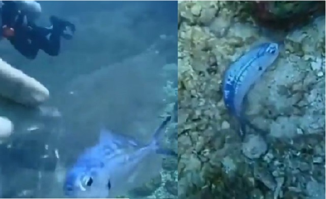 Diver rescues fish trapped in plastic bag