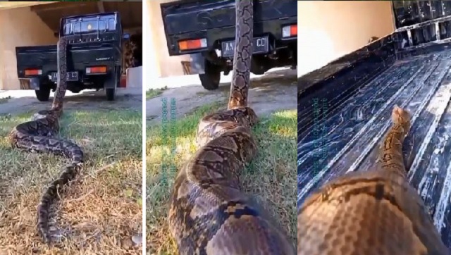 python trying to board truck
